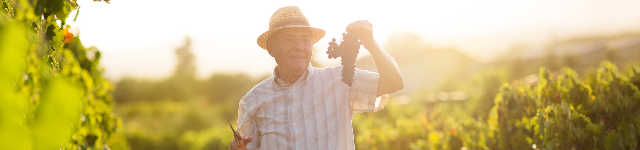 Jumbo image background