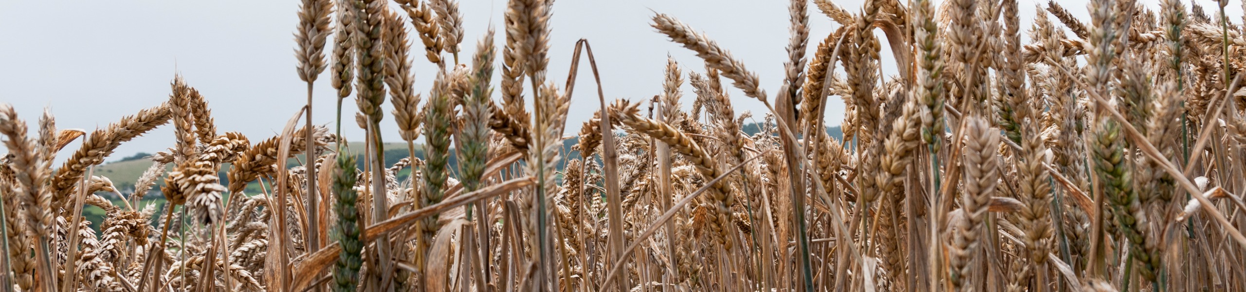 Jumbo image background