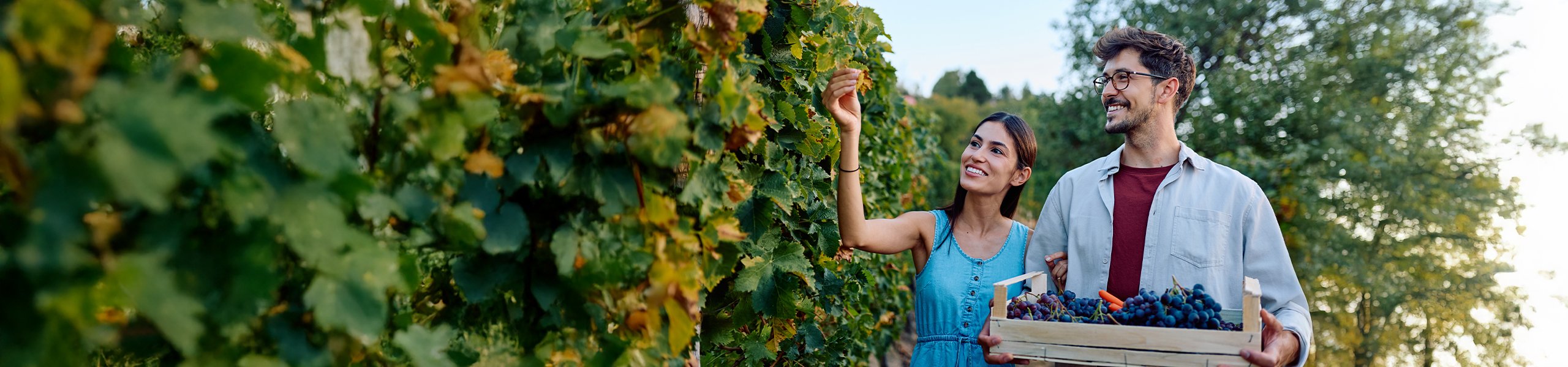 Jumbo image background