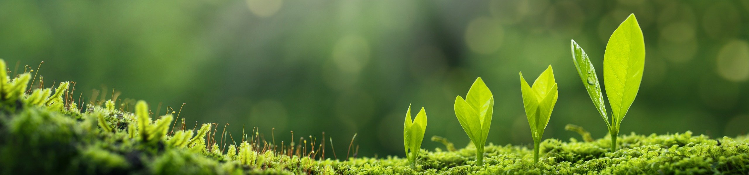 Jumbo image background