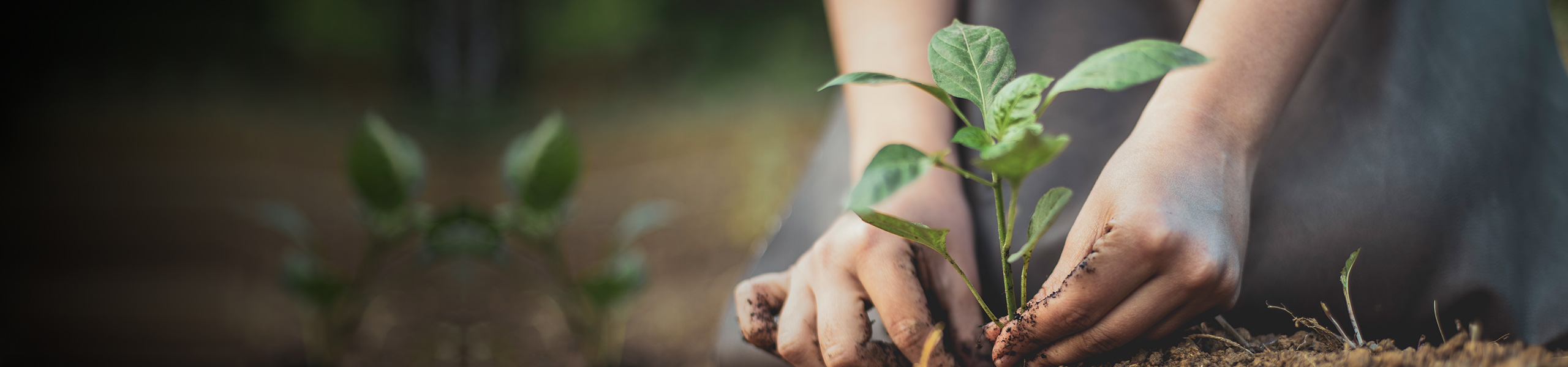 Jumbo image background