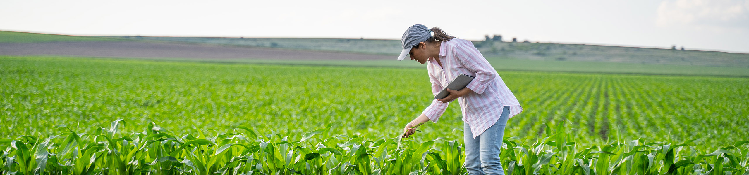 Jumbo image background