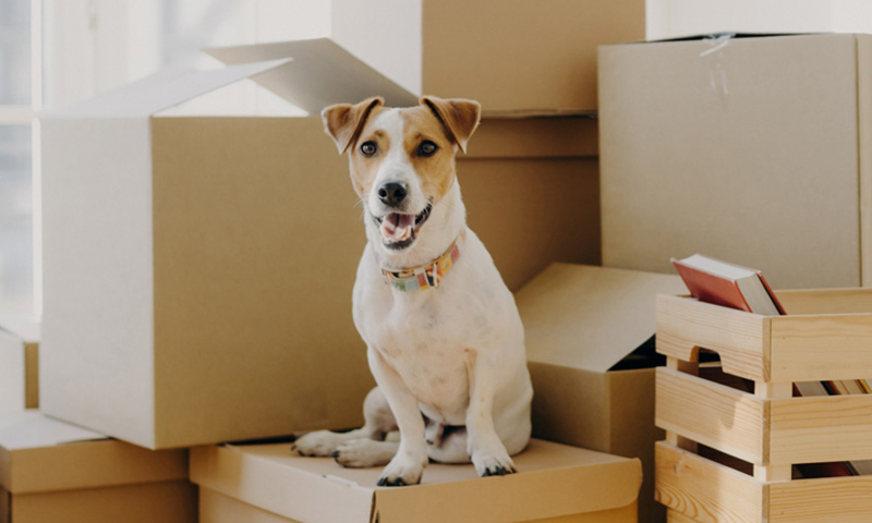 Εστία σταθερό